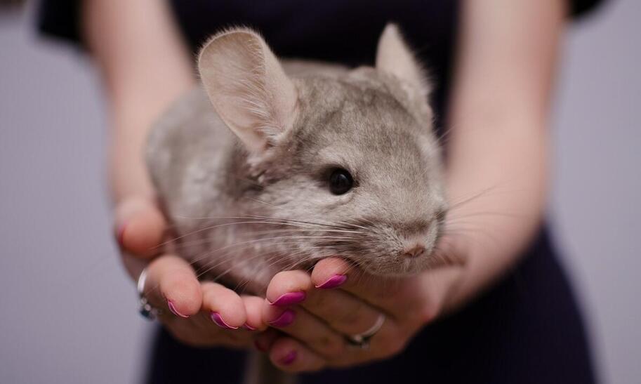 Czy hodowla szynszyli się opłaca?