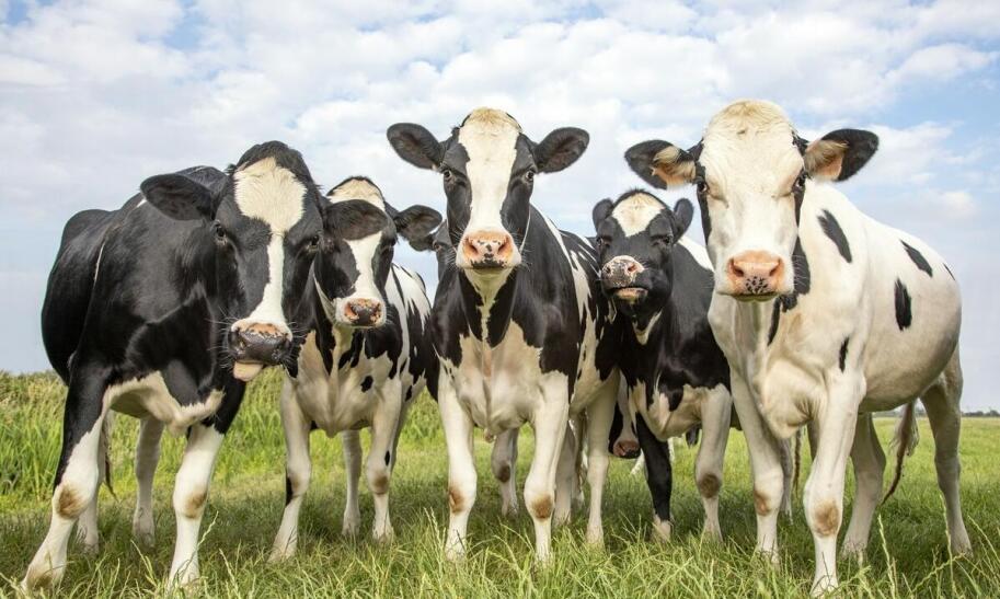 Dlaczego w Polsce dominuje hodowla bydła mlecznego?