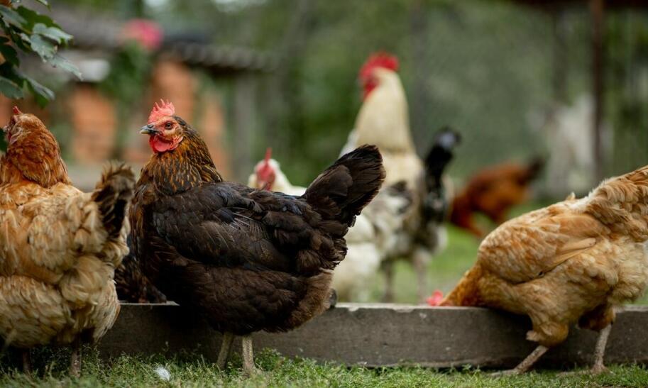 Czy opłaca się hodować kury na jajka?