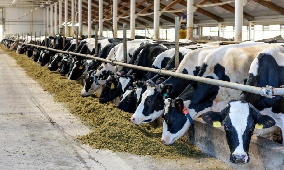 Czy opłaca się hodować krowy mleczne?