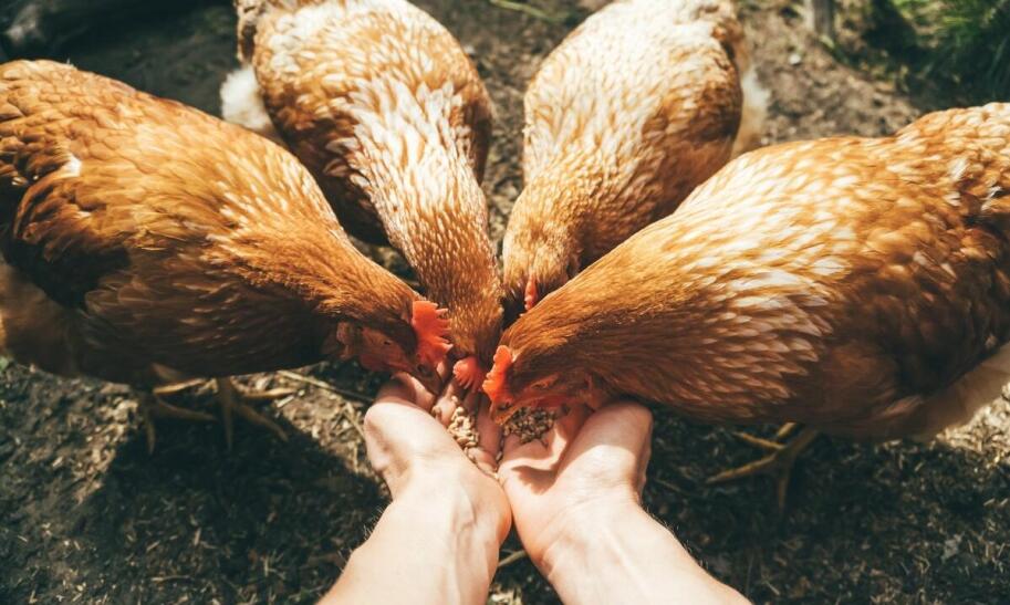 Jak założyć hodowlę kur niosek?