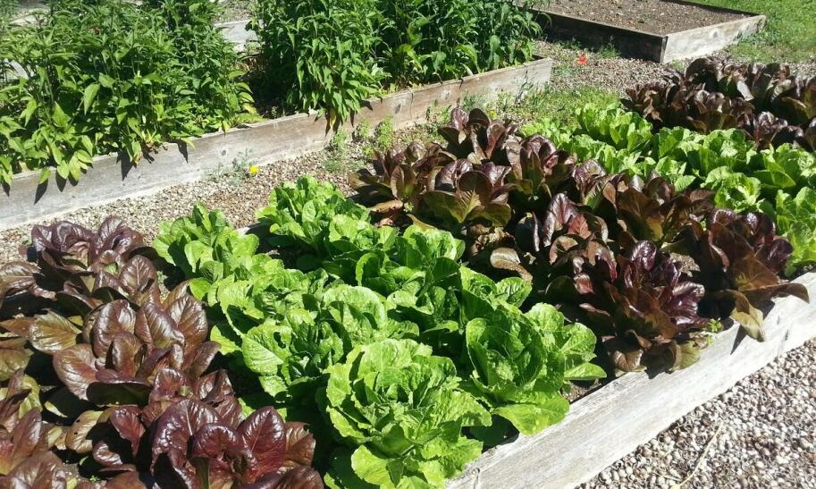 Jakie warzywa można uprawiać w skrzyniach