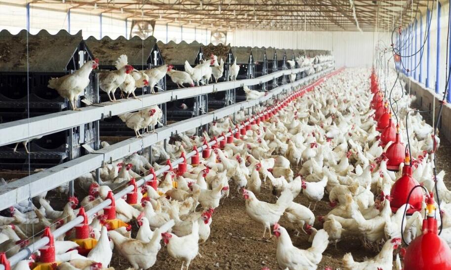 Hodowla kur niosek czy się opłaca?