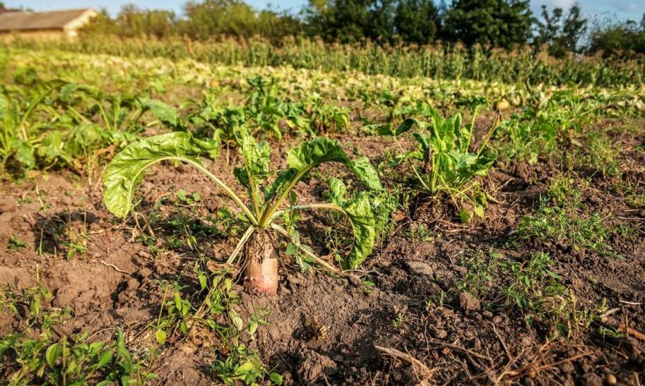 Jakie warzywa wybrać do uprawy w skrzynkach