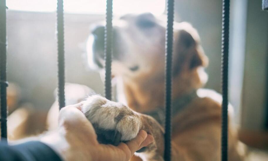 Jak wygląda paszport dla psa?