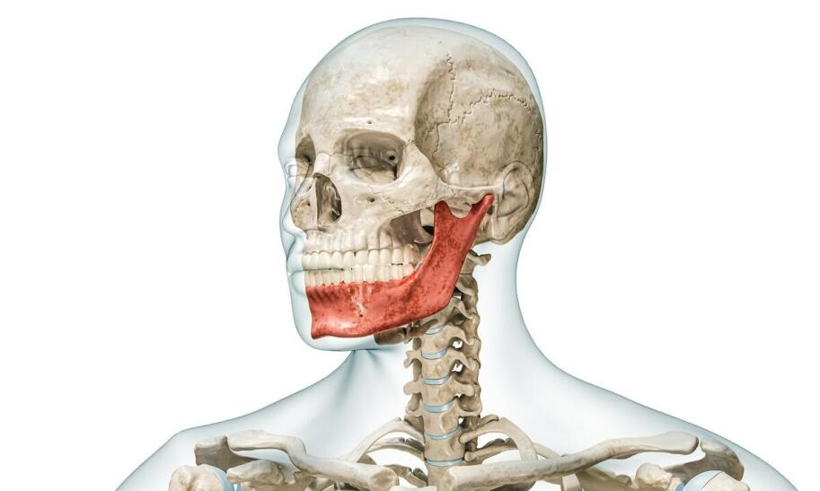 Ile procent masy ciała stanowi tkanka mięśniowa?