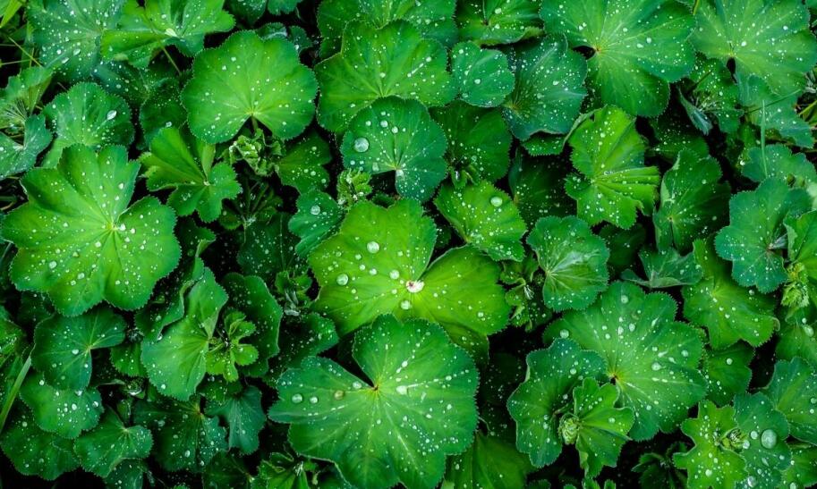 Co to znaczy TBW w kontekście wagi?