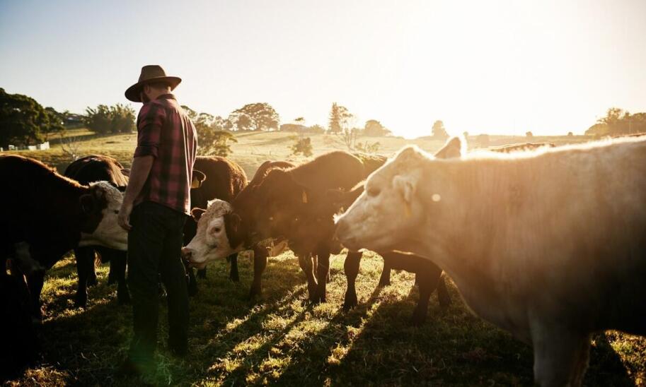 Jakie są najważniejsze korzyści ze skupu pourazowego bydła dla hodowców?