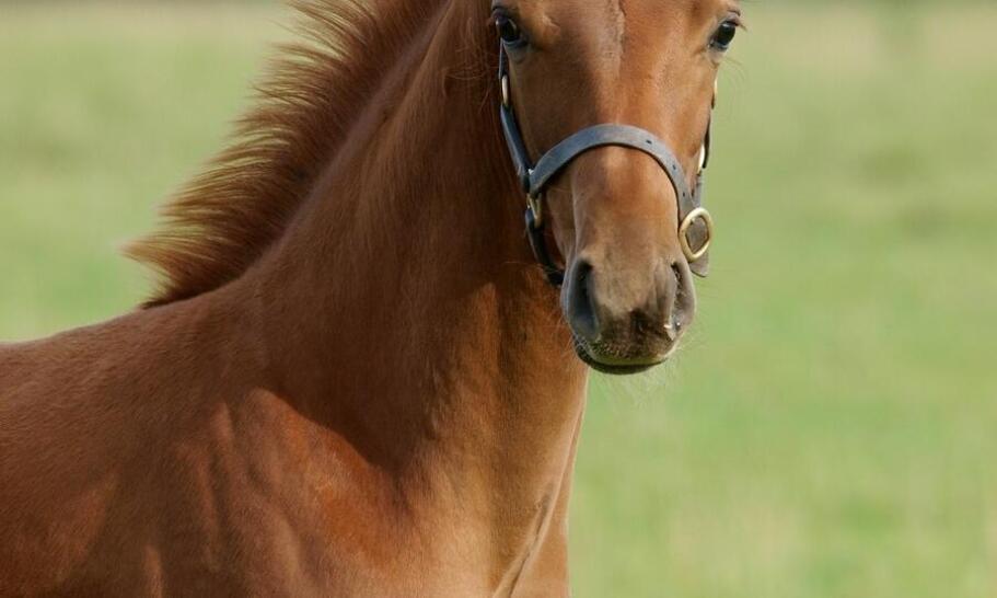 Jak genetyczny dobór wpływa na jakość hodowli sportowych koni?