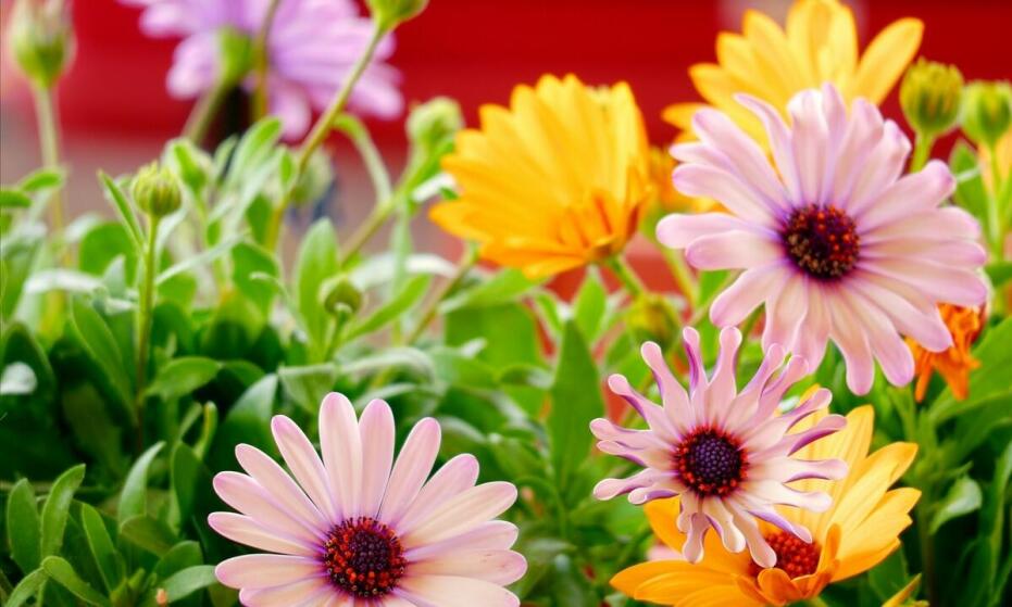 Różnorodność kwiatów dostępnych w kwiatomacie w Ostrowie Wielkopolskim