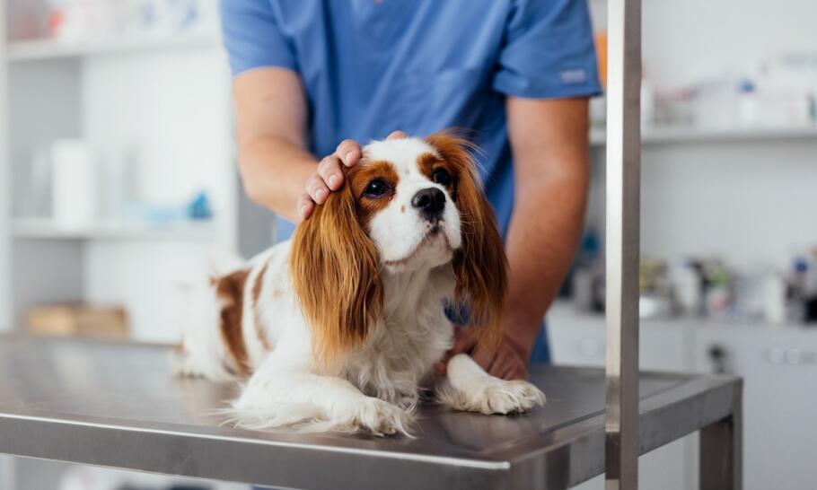 Profilaktyka zdrowotna: znaczenie ochronnych szczepień dla zwierząt