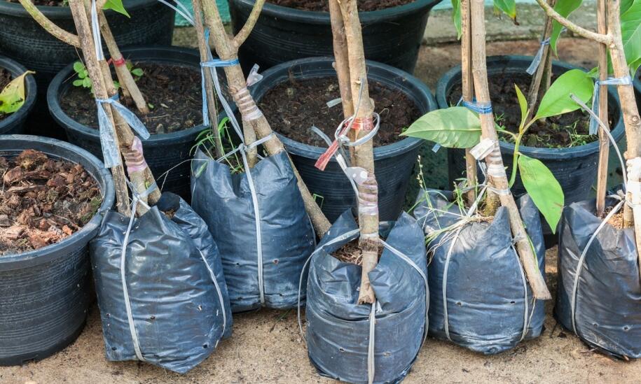 Oferta drzewek owocowych – jakie gatunki są dostępne?