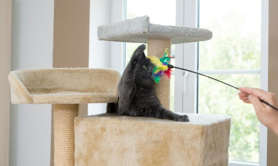 Jakie higieniczne standardy obowiązują w hotelu dla kotów?