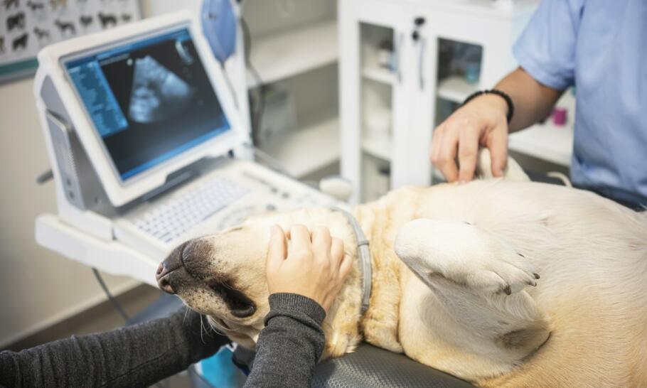 Rola nowoczesnego diagnostycznego sprzętu w opiece nad zwierzętami