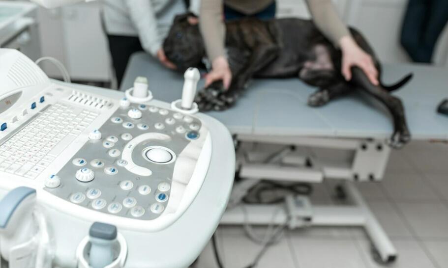 Jak często powinno się wykonywać kontrolne RTG u starszych zwierząt?