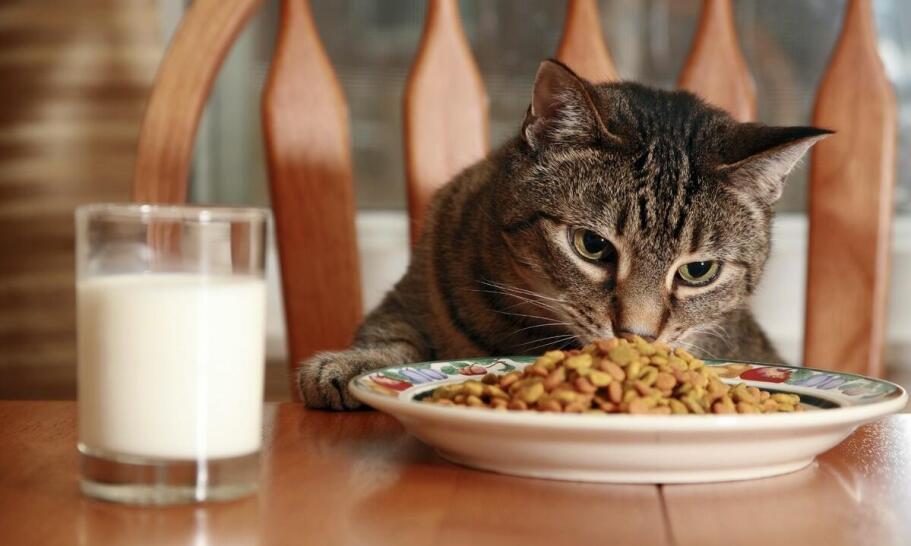 Indywidualna dieta dla kota: jak dostosowujemy posiłki w hotelu?