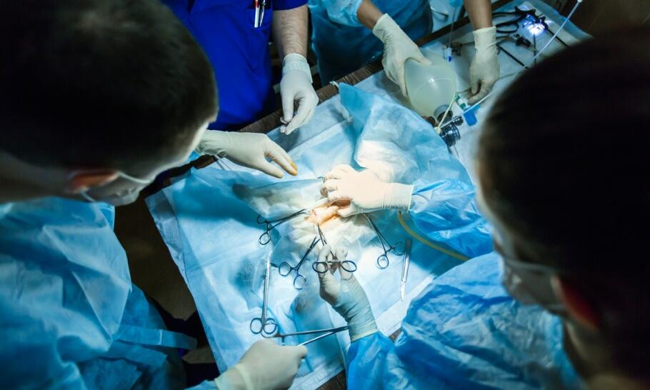 Jakie są najczęstsze powikłania po operacjach neurologicznych u zwierząt?