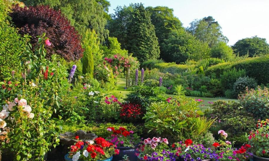 Jakie rośliny wybrać na balkon