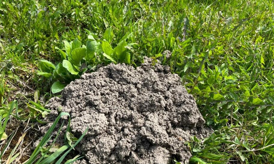 Jak usunąć mrowisko z ogrodu?