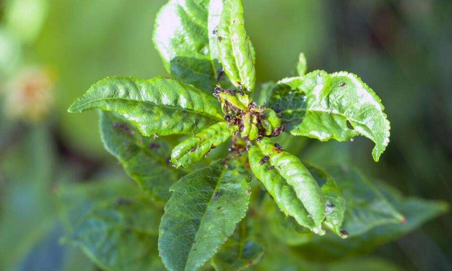 Jak skutecznie pozbyć się mszyc z roślin?