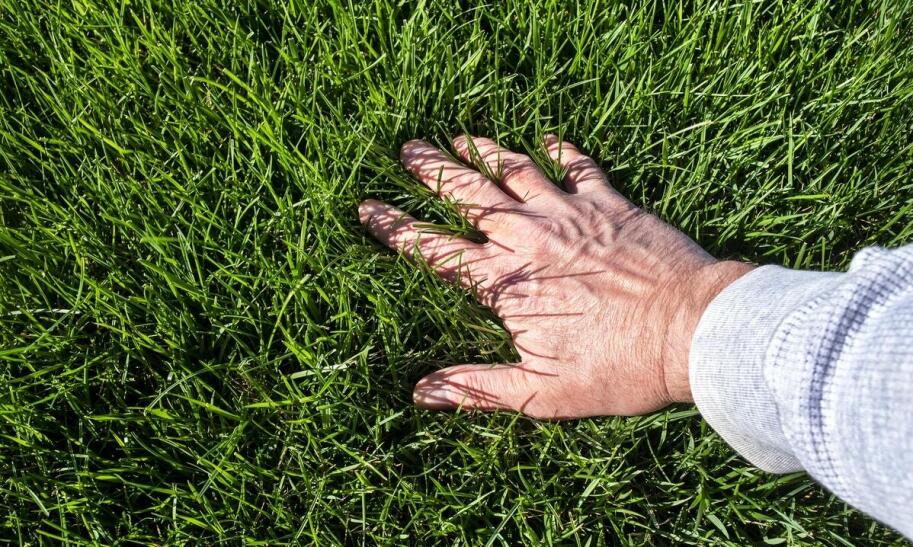 Czy psi mocz wypala trawę?