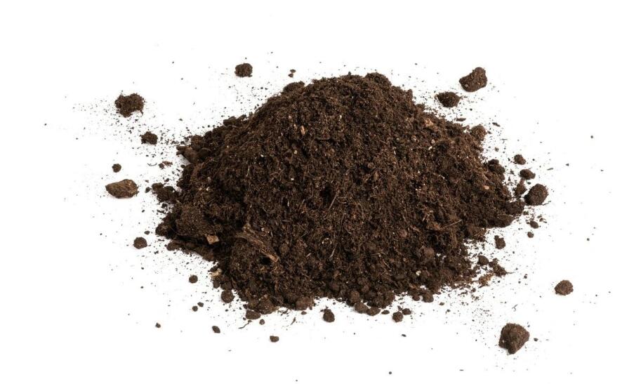 Jak zrobić ziemię do paproci w domu