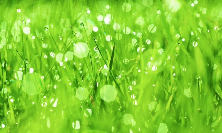 Jak stosować mocznik na trawnik