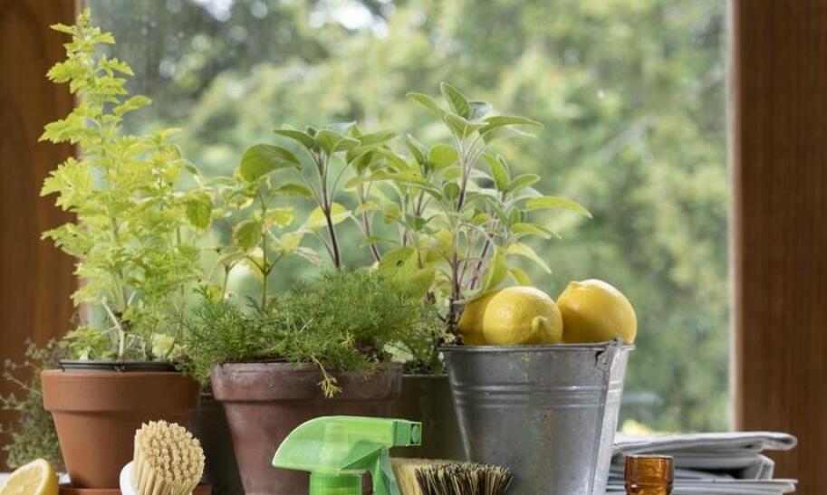 Jak zrobić domowy płyn do mycia blatów kuchennych?