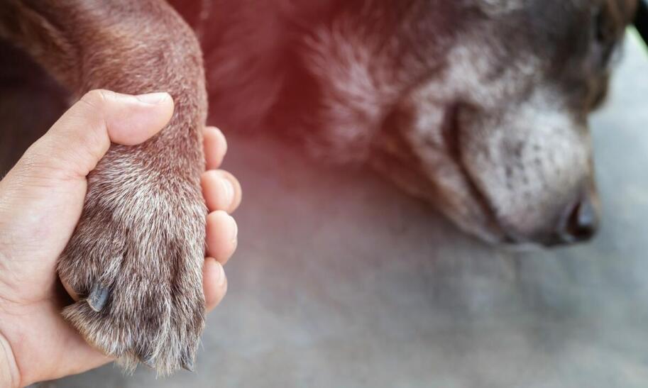 Jak skutecznie odstraszyć kunę z domu i ogrodu?