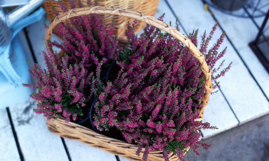 Wrzos czy wrzosiec na balkon – co wybrać?