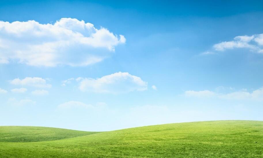 Ile kosztuje alpaka jako zwierzę?