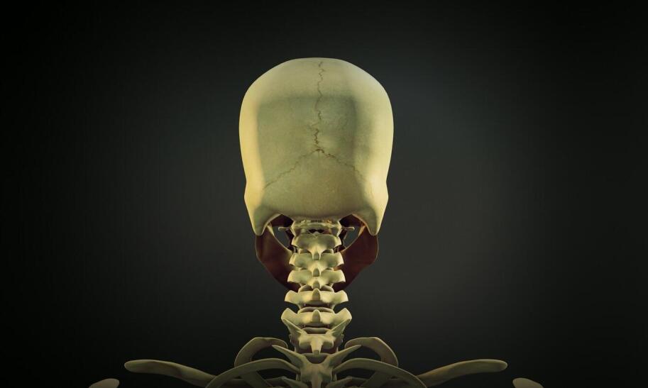 Co sprawdza USG połówkowe w ciąży?