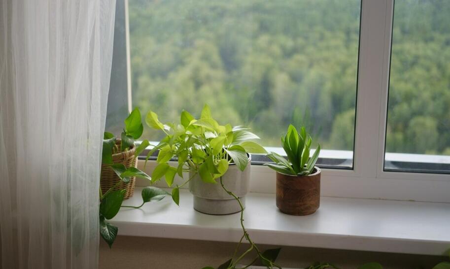 Jak hodować paprocie w domu