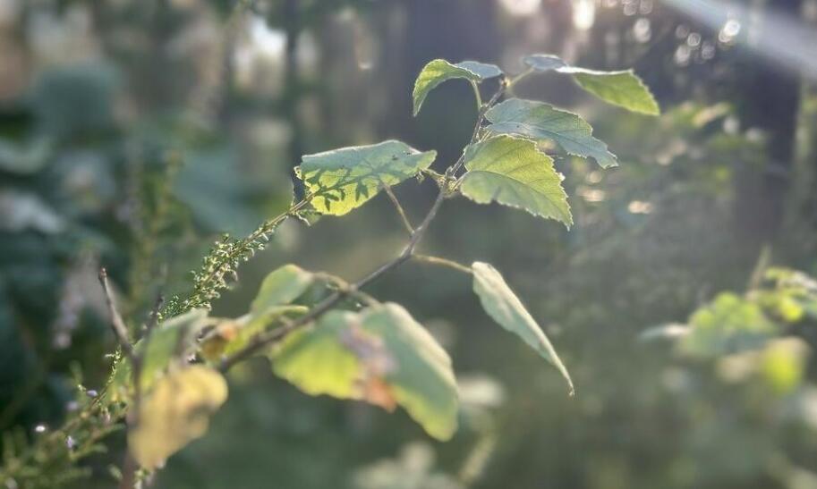 Czym czyścić monety aluminiowe?