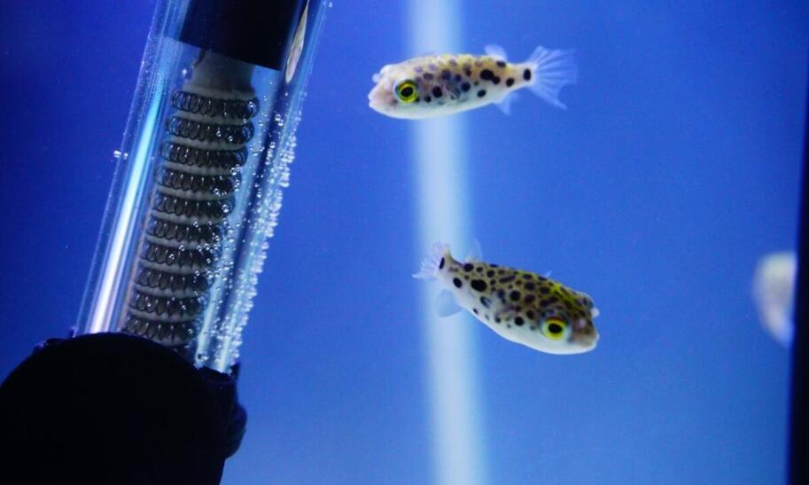 Jakie pH powinna mieć woda w akwarium?