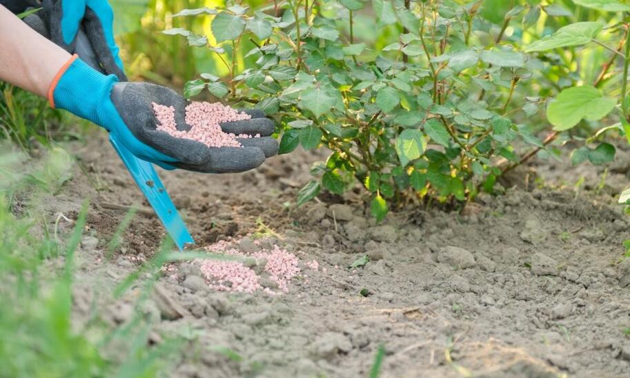 Optymalizacja wzrostu roślin dzięki nawozom