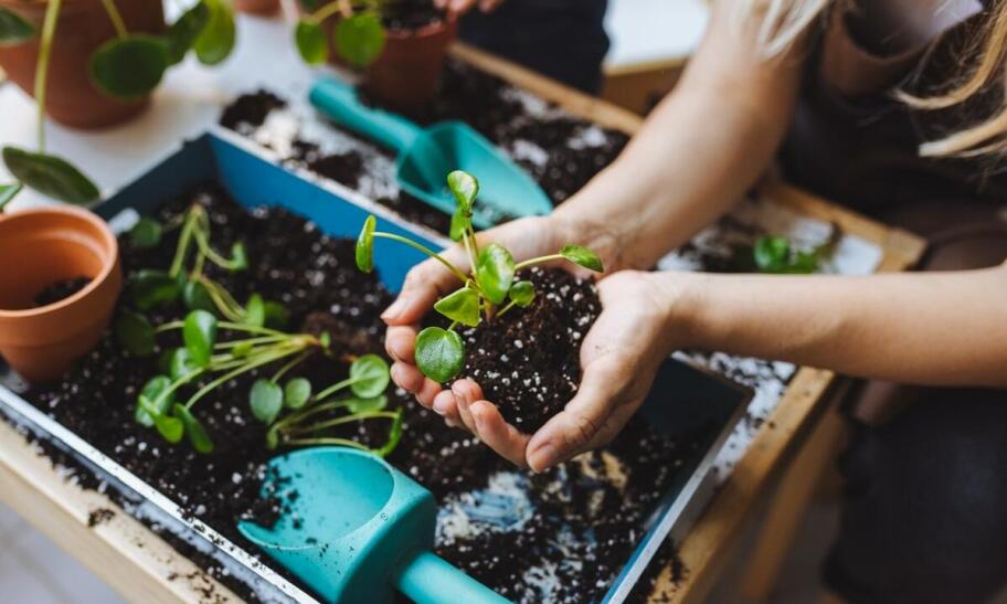 Projekty nasadzeń roślin a potrzeby różnych typów gleb