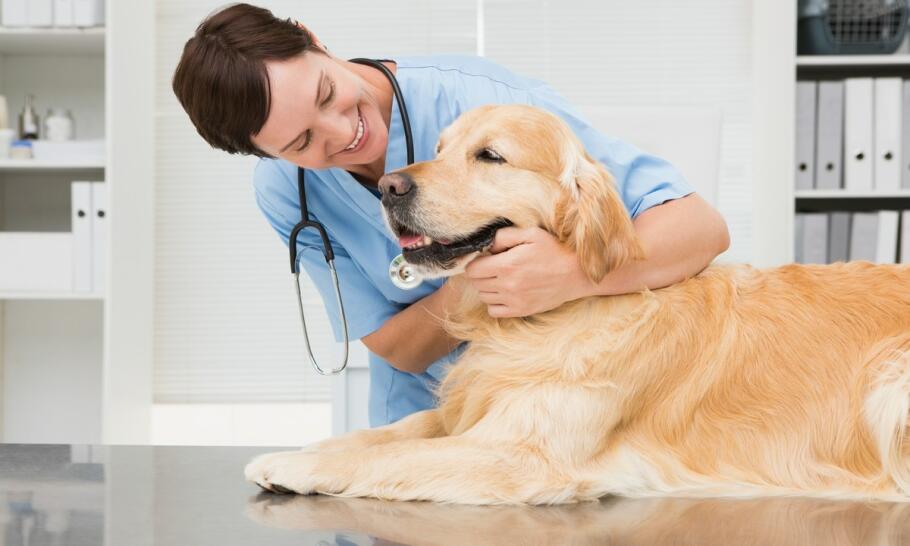 Jak domowe wizyty weterynarza w Świebodzinie mogą pomóc zestresowanym zwierzętom?