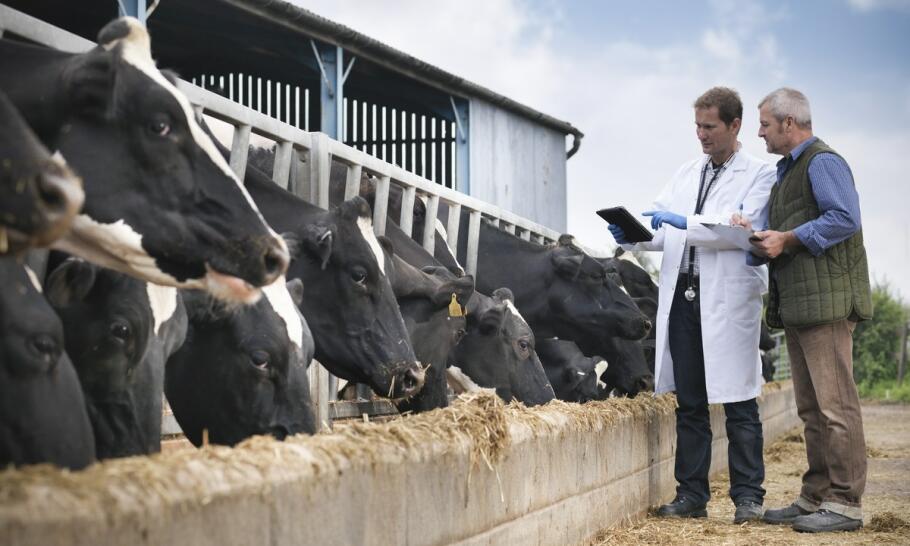 Wpływ ceny skupu na decyzje hodowców dotyczące sprzedaży bydła