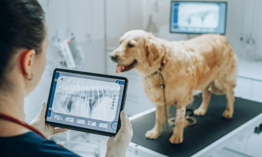 Radiologia w weterynaryjnej opiece paliatywnej – jakie ma zastosowania?