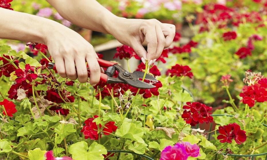 Jak uprawiać pelargonie? Porady i wskazówki Jak uprawiać pelargonie? Porady i wskazówki