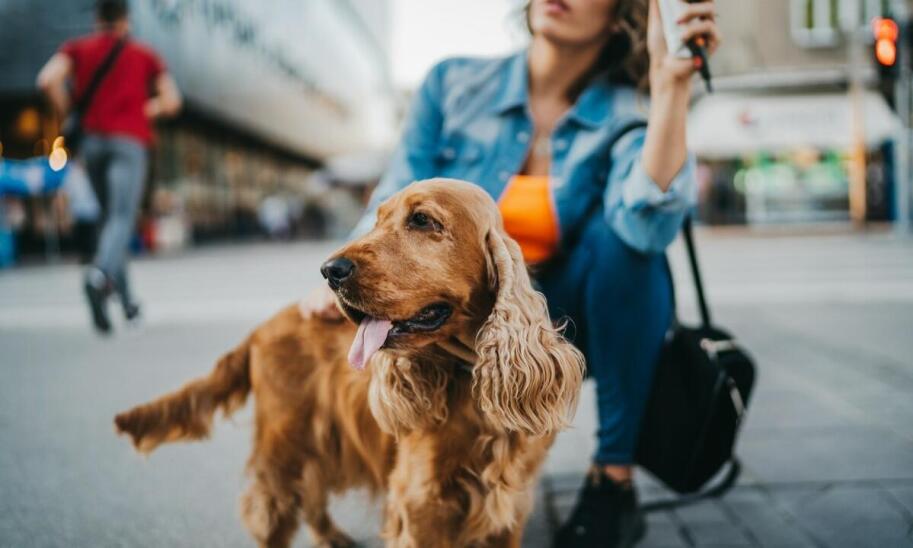 Hałas, tłum i transport — czego pies do dogoterapii musi nauczyć się w mieście