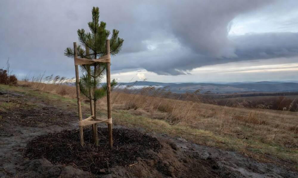 Jakie drzewa do ogrodu wybrać na Podkarpaciu, gdy liczą się gleba, wiatr i mrozy