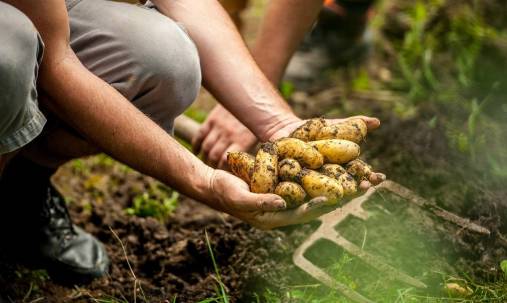 Wysoka jakość produktów jako wypadkowa agrotechniki i przechowywania.