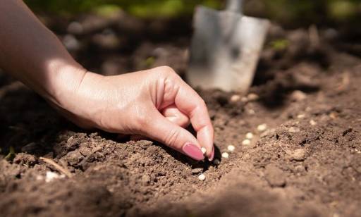 Czym charakteryzują się nasiona organiczne?