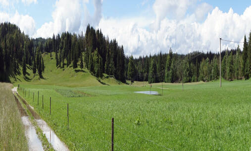 Czym charakteryzują się ogrodzenia elektryczne dla bydła?