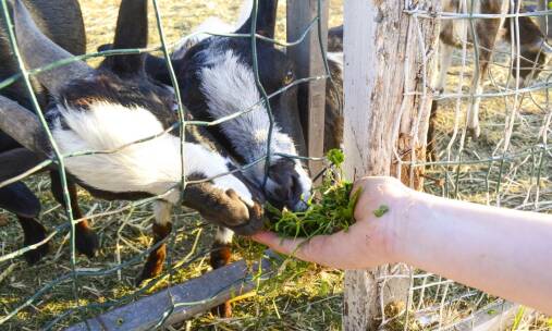 Najfajniejsze agroturystyki w Polsce