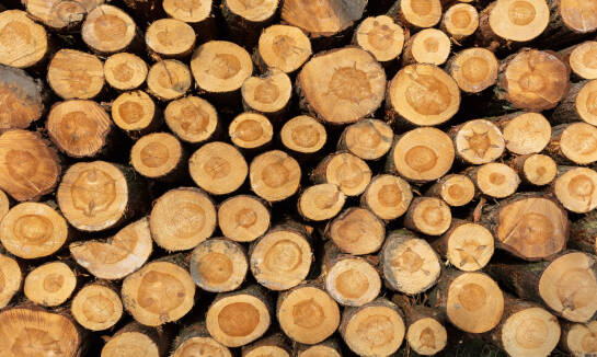 Kompleksowe usługi renomowanego tartaku