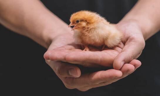 Jak postępować po wykluciu się piskląt?