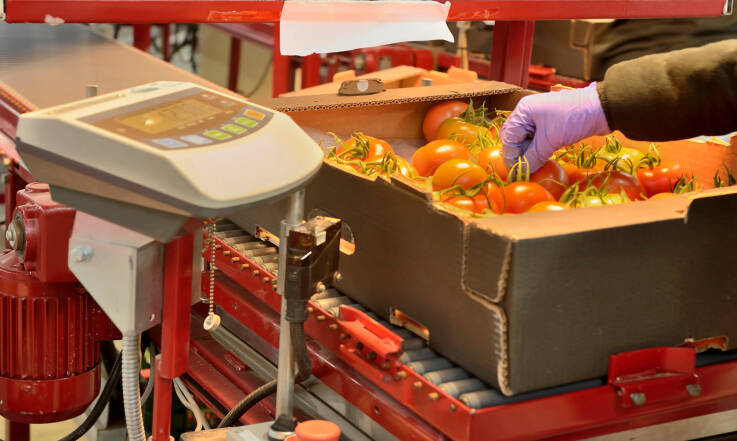 Zalety wag taśmociągowych